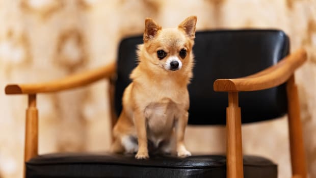 Top ten most aggressive small dog breeds online