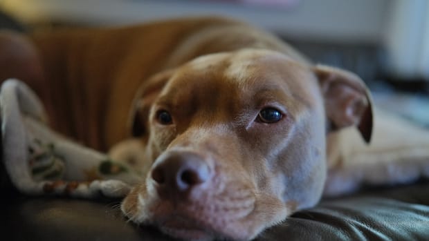 Pitbull barkbox clearance