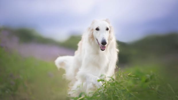 Skinny long haired dog new arrivals