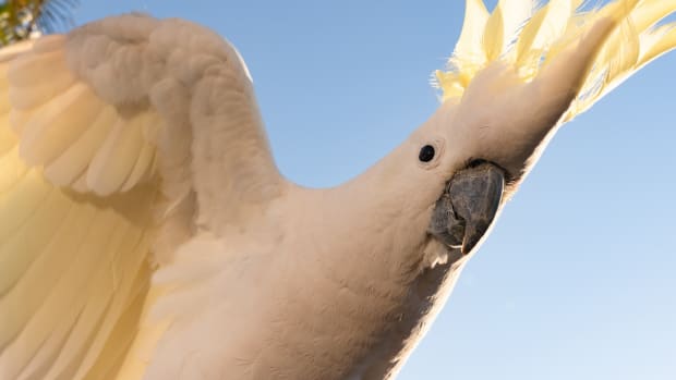 Cockatoo throwing toys online