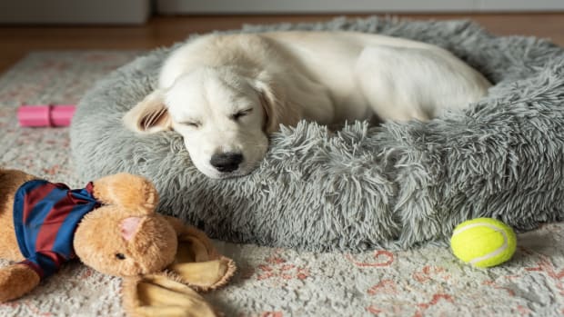 Golden retriever pulls puppy off bed deals