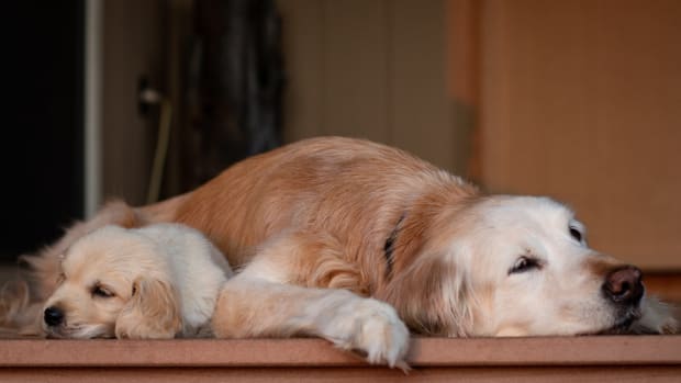 Golden Retriever Puppy Insists on Dragging His Bed to the Couch Like a True King Parade Pets