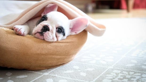 Dog breeds small apartments sale