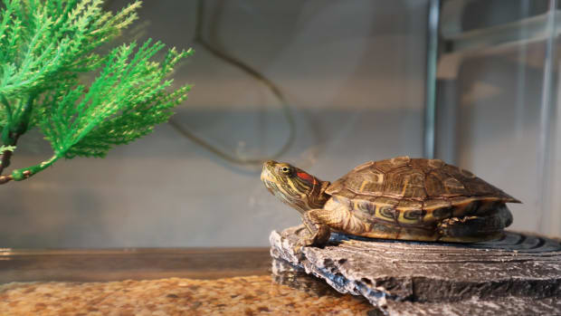 Mini turtles petco top