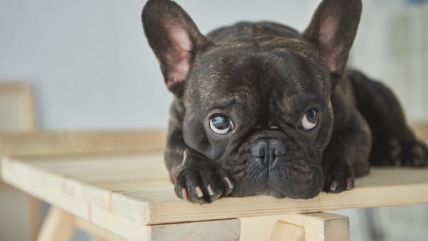 Cost of clearance a french bulldog