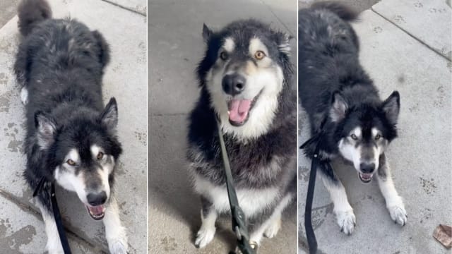 Big shop fluffy malamute