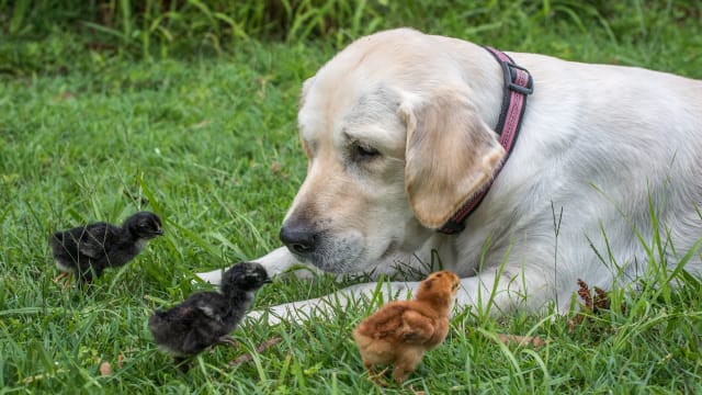 Golden retriever and chickens new arrivals