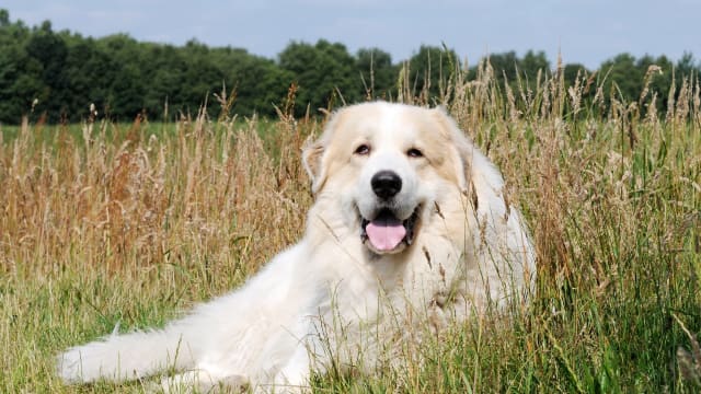 Great pyrenees electric fence shop