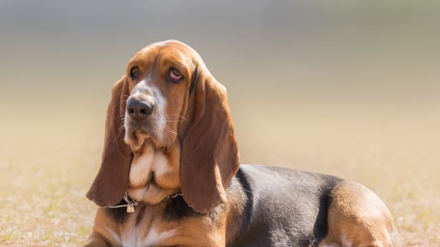 Basset hound logo shoes hotsell