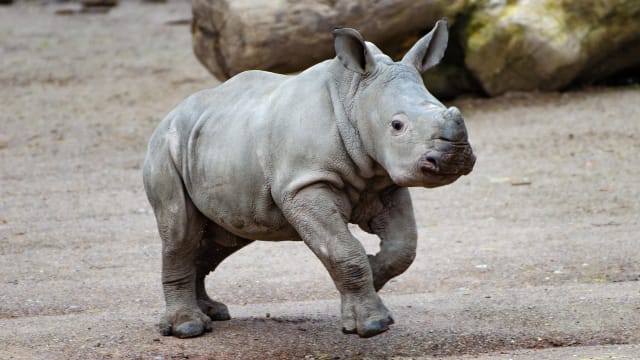 Rhino nose store