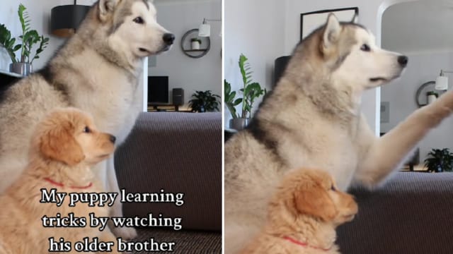 King malamute 2024