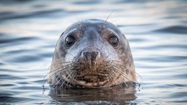 Funny hotsell seal videos