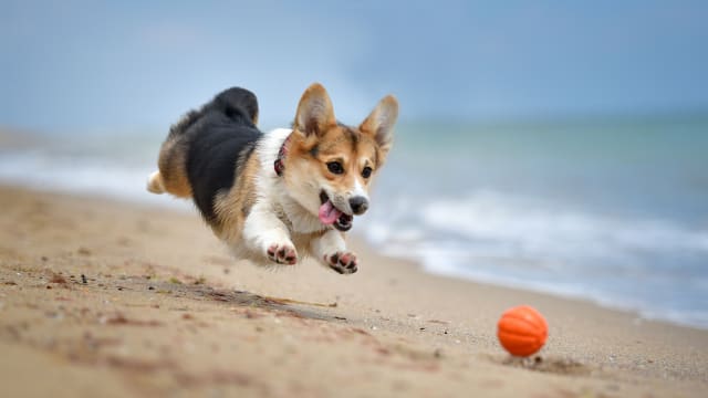 Corgi Races at Buffalo Bills Game Totally Steal the Show Parade