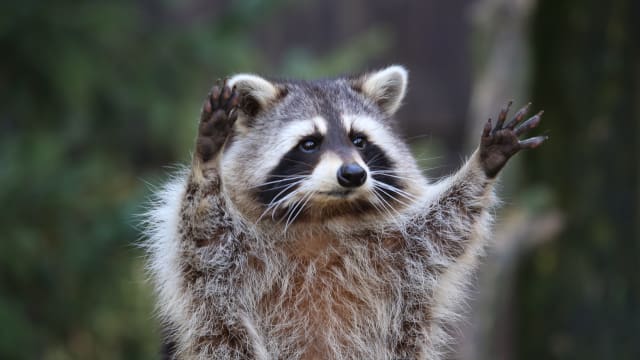 Raccoon deals cat door