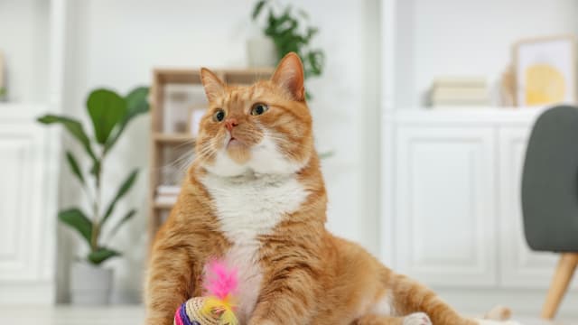 Is string cheese bad for cats sales