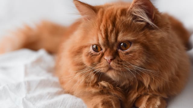 Orange outlet feral cat