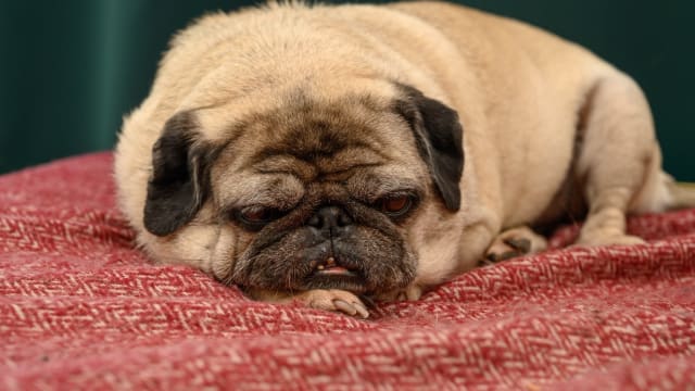 Pug Caught on Camera Sneaking Into Drawer Is a Must See Moment Parade Pets