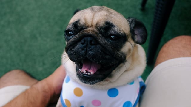 Senior Pug Protecting Her Mom From the Darkness Is the Best
