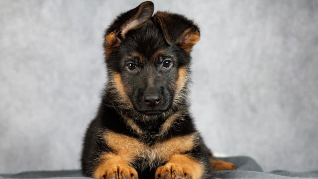 Beautiful Black German Shepherd Puppies Get Spooky in Precious Halloween Bat Costumes Parade Pets