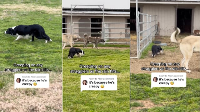 Border collie herding cats best sale