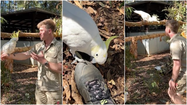 Funny Cockatoo Throwing Dinosaur Down the Stairs Is Giving Toy Story Vibes Parade Pets