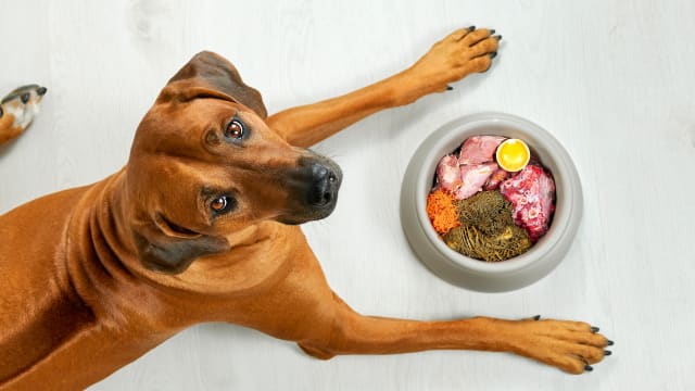 Is my dog food safe best sale