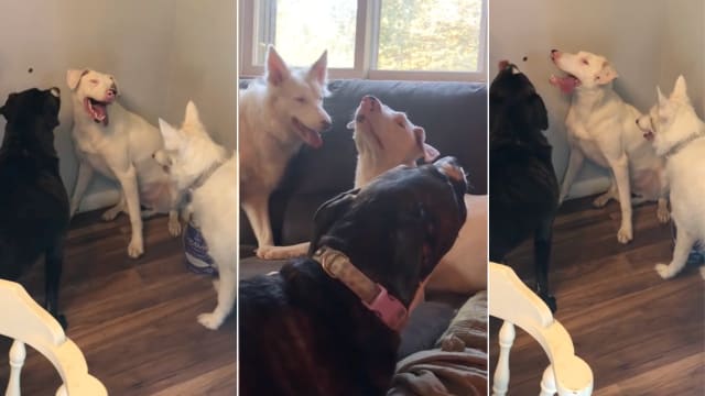 Deaf Rescue Dog s Lost Daughter Found Thanks to Simple DNA Test