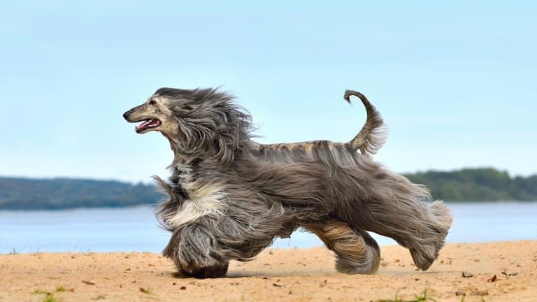 Very long hair dog sale