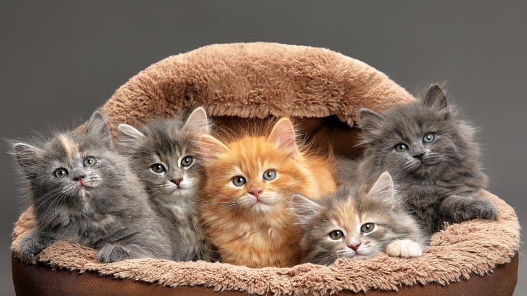 Name for a litter of kittens cheap