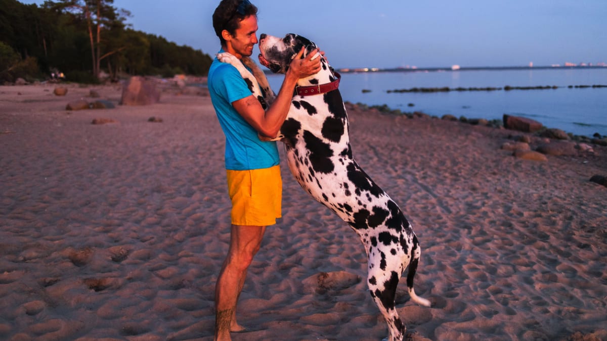 15 Biggest Dog Breeds in the World are Large Parade Pets
