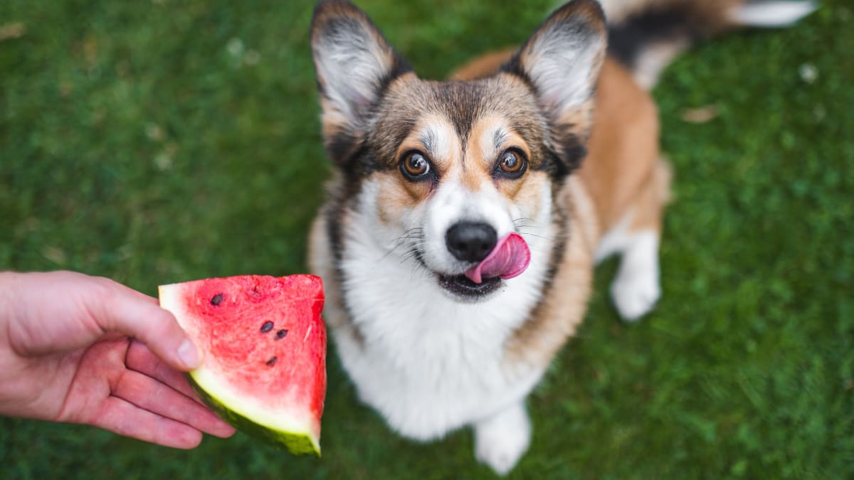 Corgi Who Howls When She Eats Watermelon Couldn t Possibly Be Sweeter Parade Pets