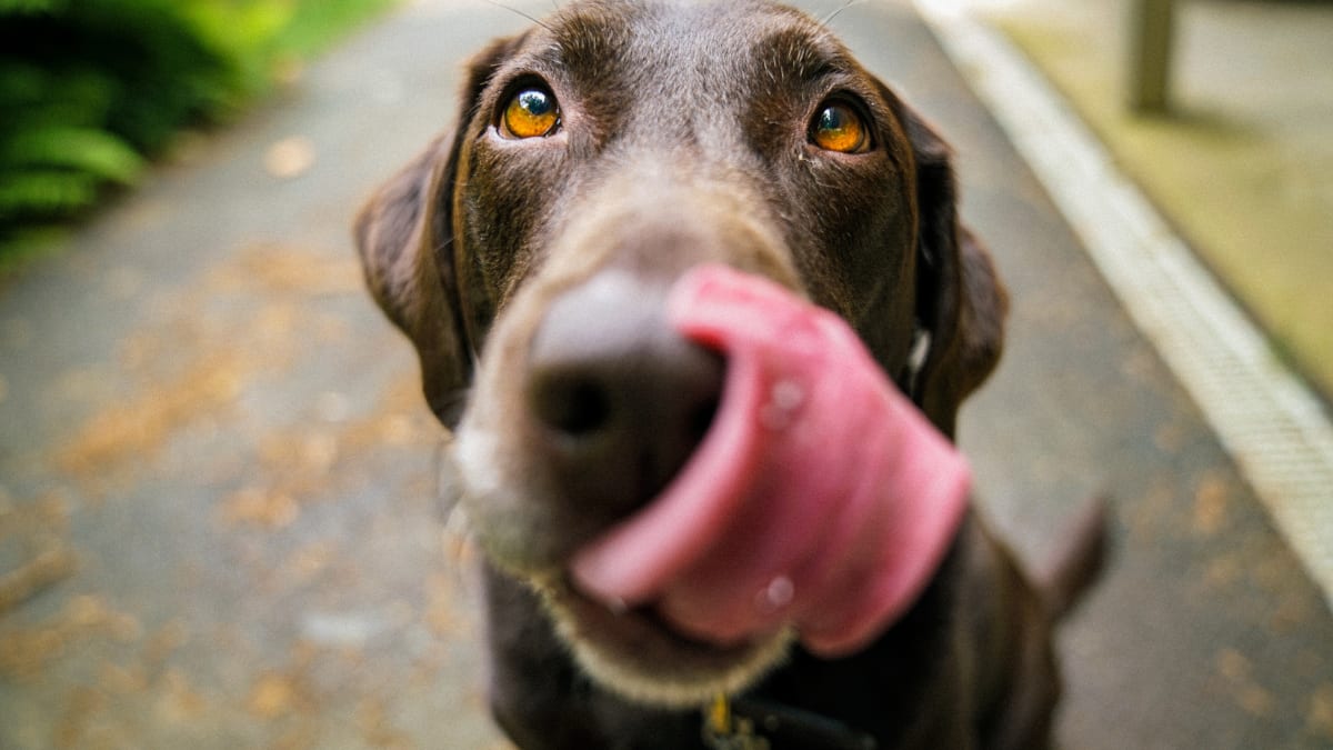 Ok google can dogs eat peanuts sale