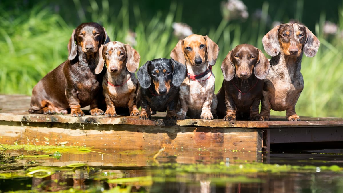 Miniature dachshund beds top