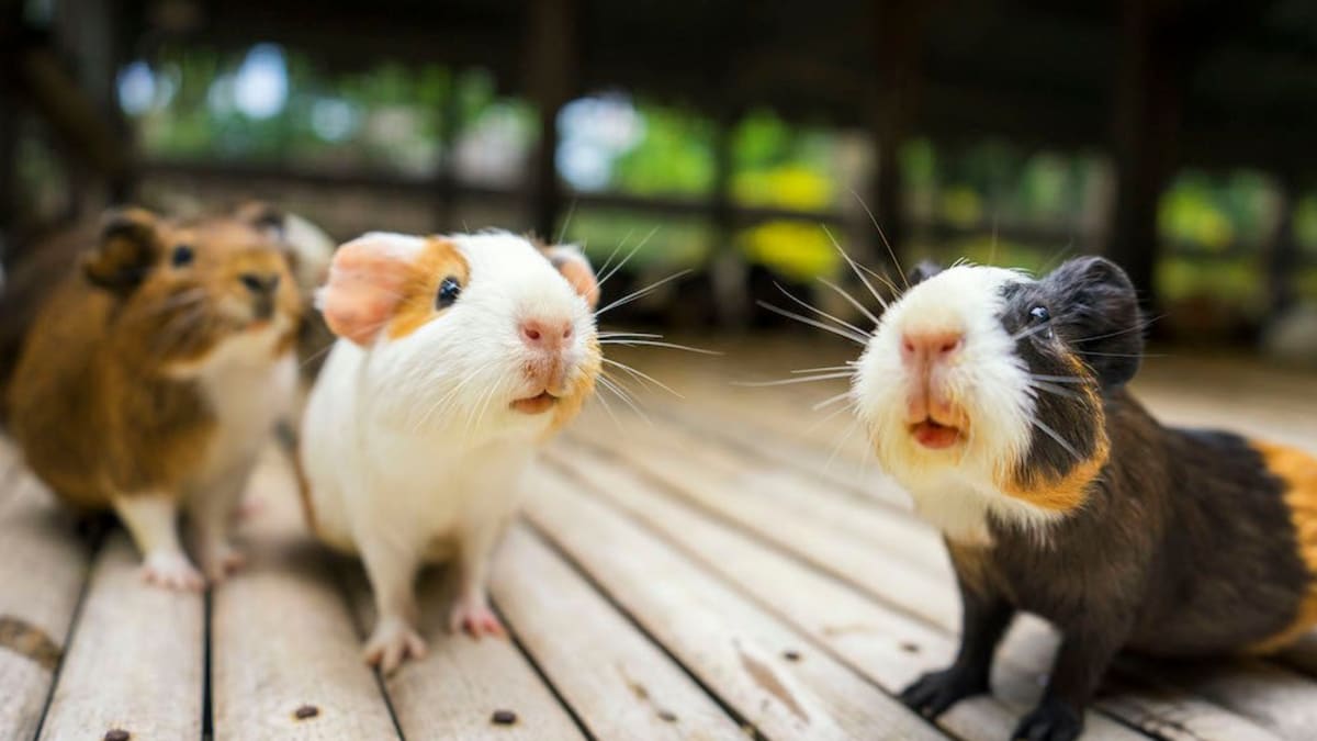 Looking for a Small Pet These Types of Hamsters Make Awesome