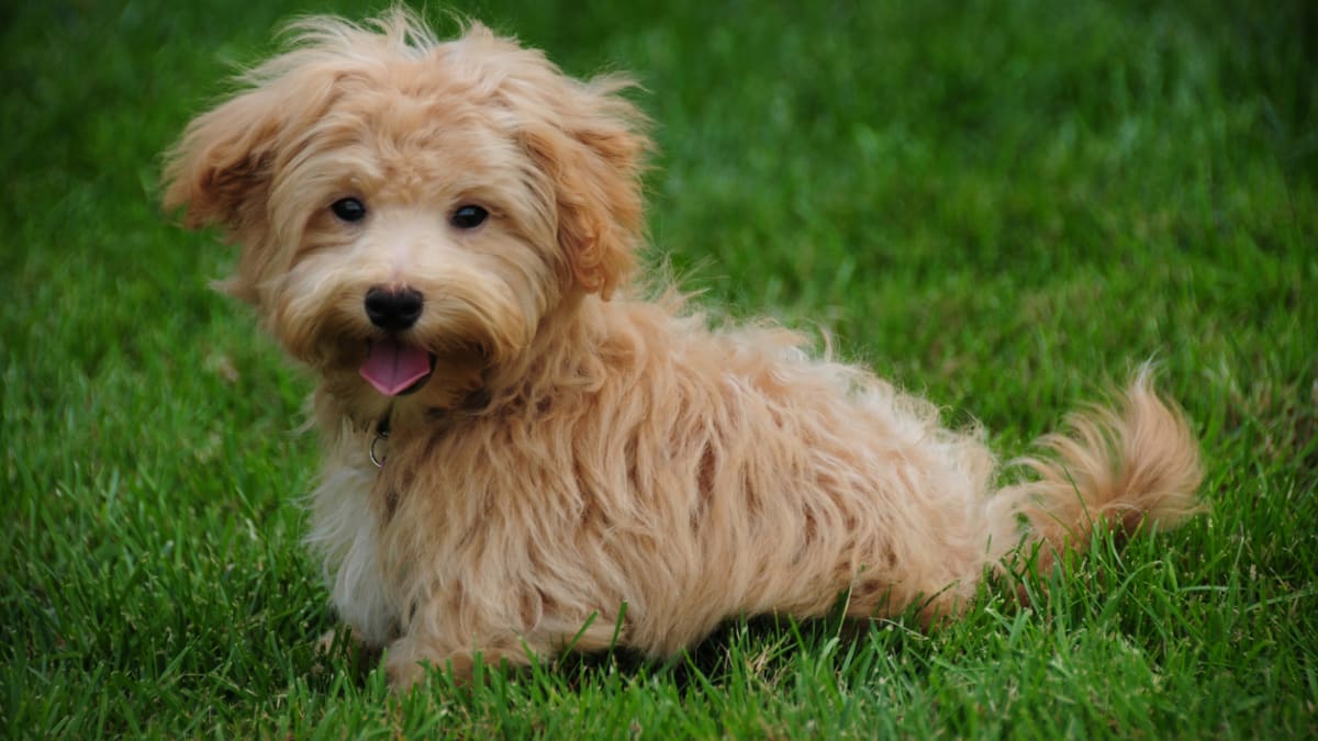 Golden retriever teddy cheap bear mix