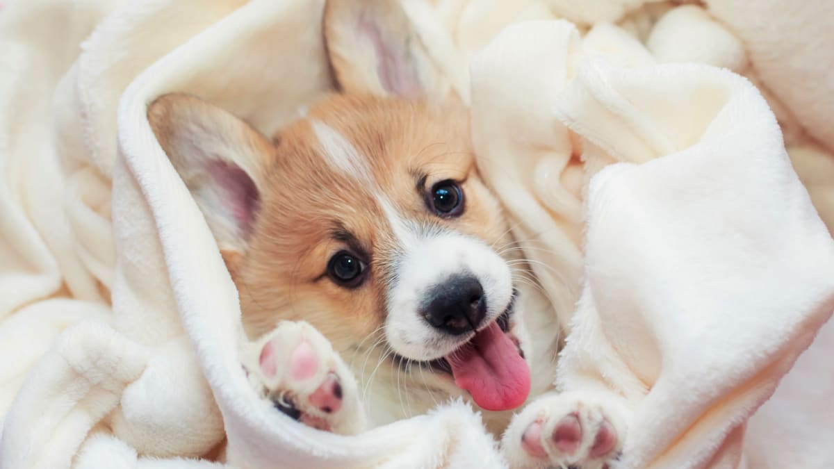 Best tempered small dog breeds online