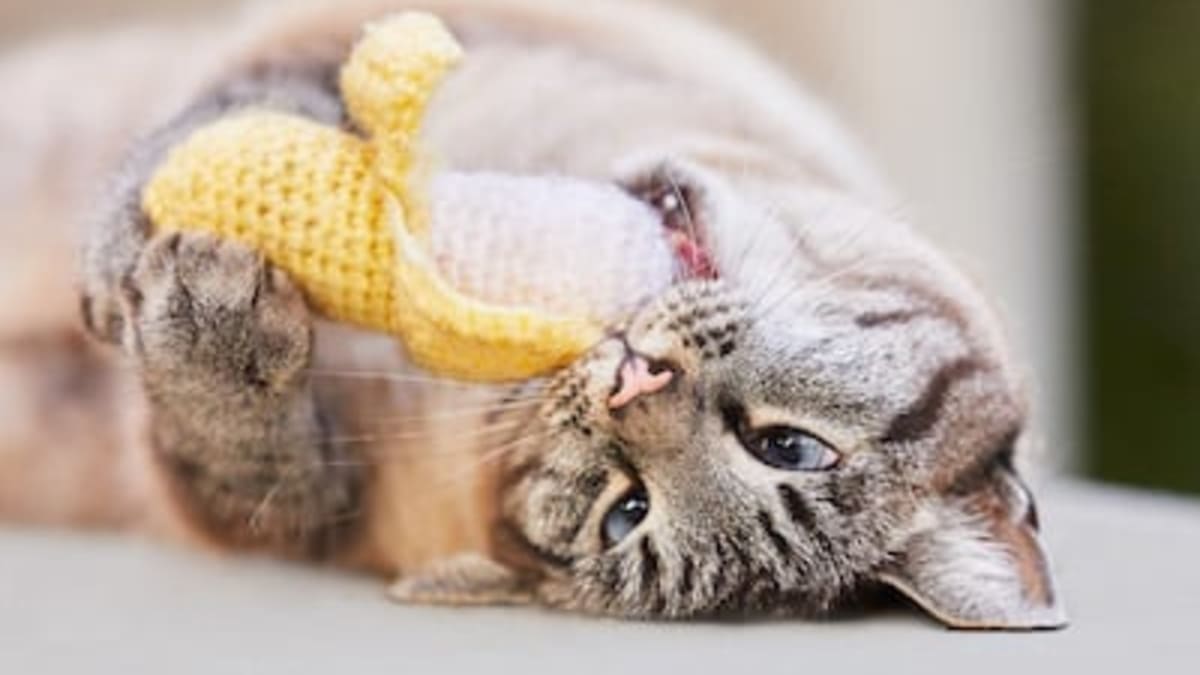Melatonin for hot sale aggressive cats