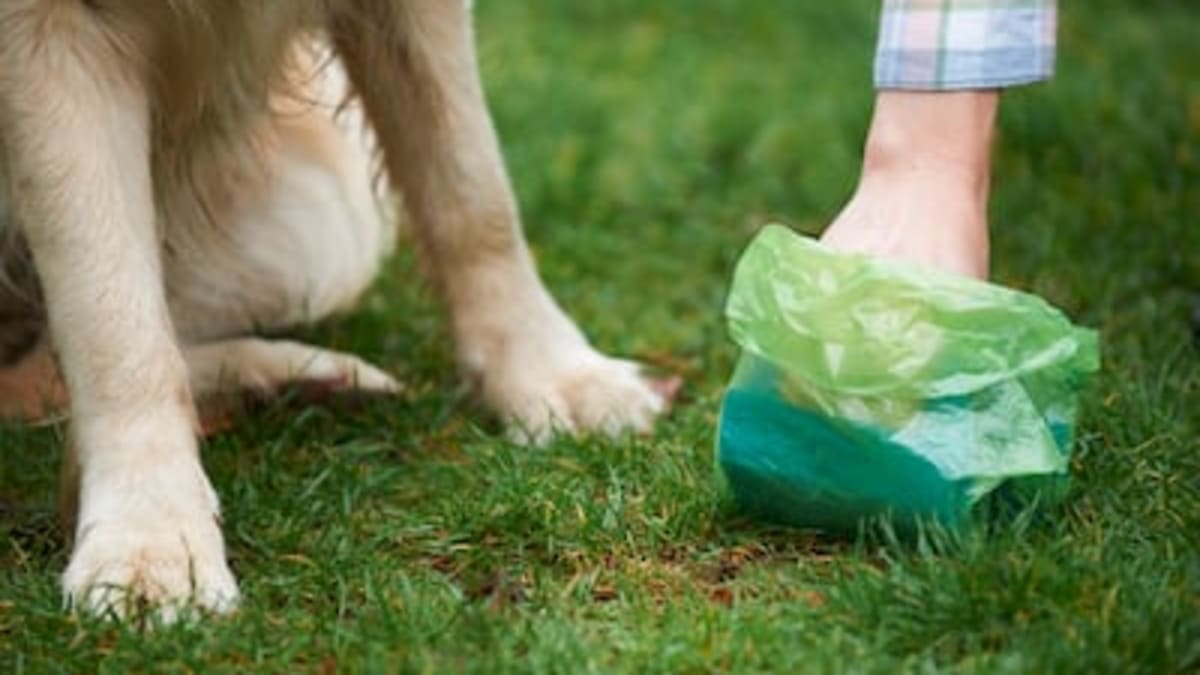 Dog eating poop on walks top