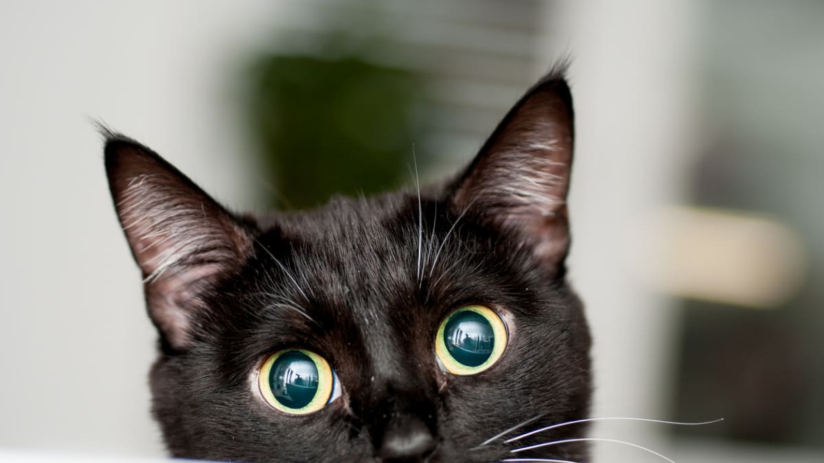 150 Best Black Cat Names Female and Male Parade Pets