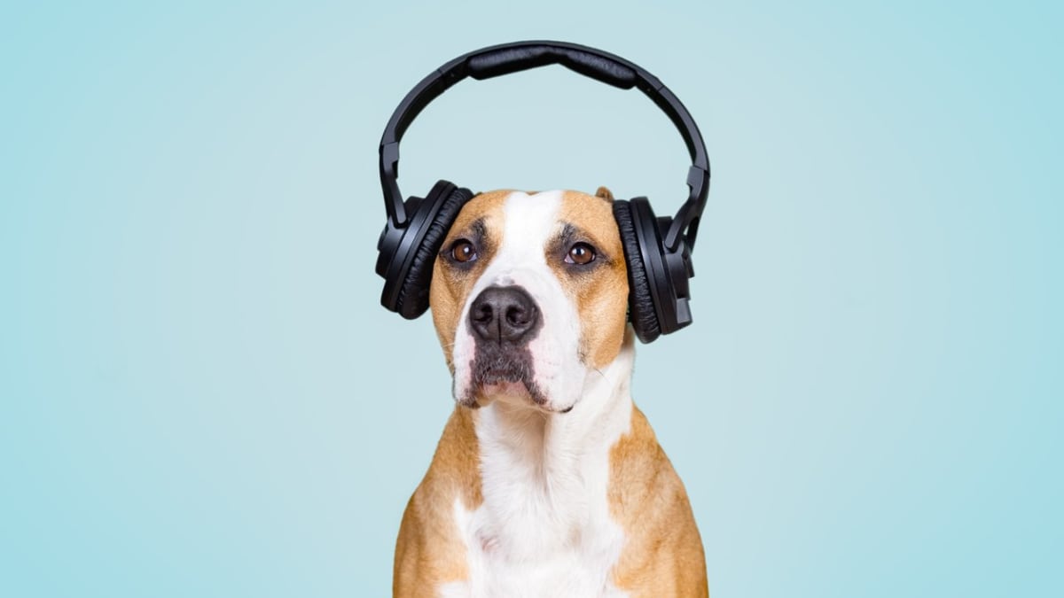 Headphones for deals dogs fireworks