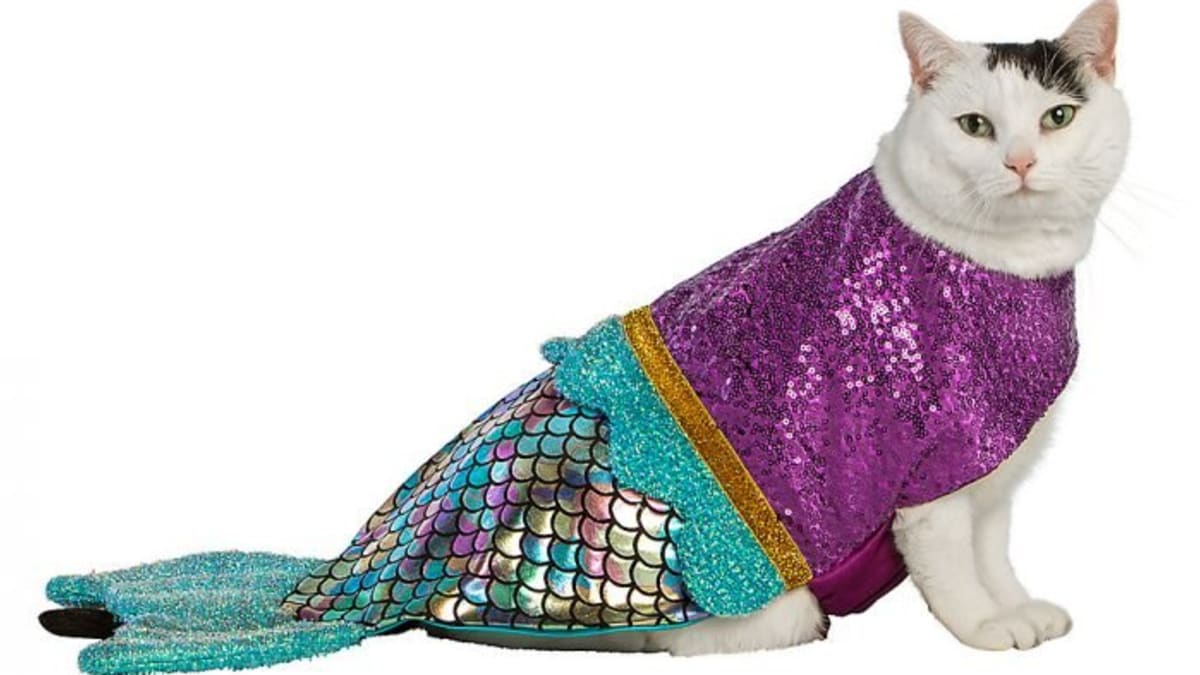 35 Cat Halloween Costumes Funny Halloween Costumes for Cats
