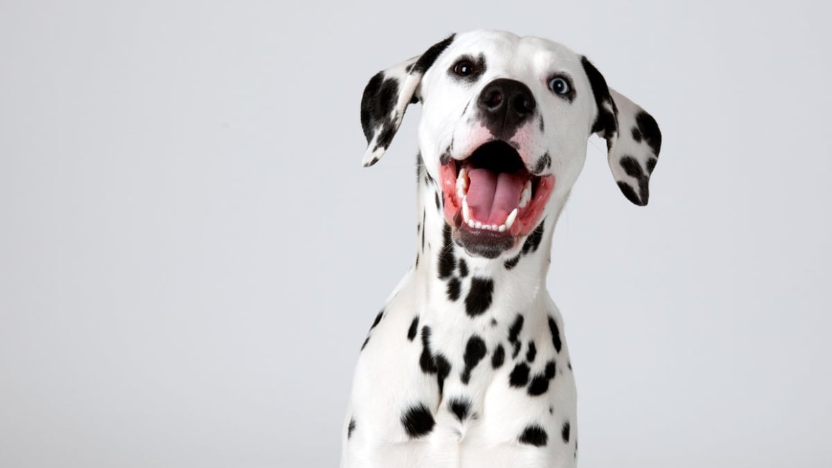 Unique dalmatian names 2025