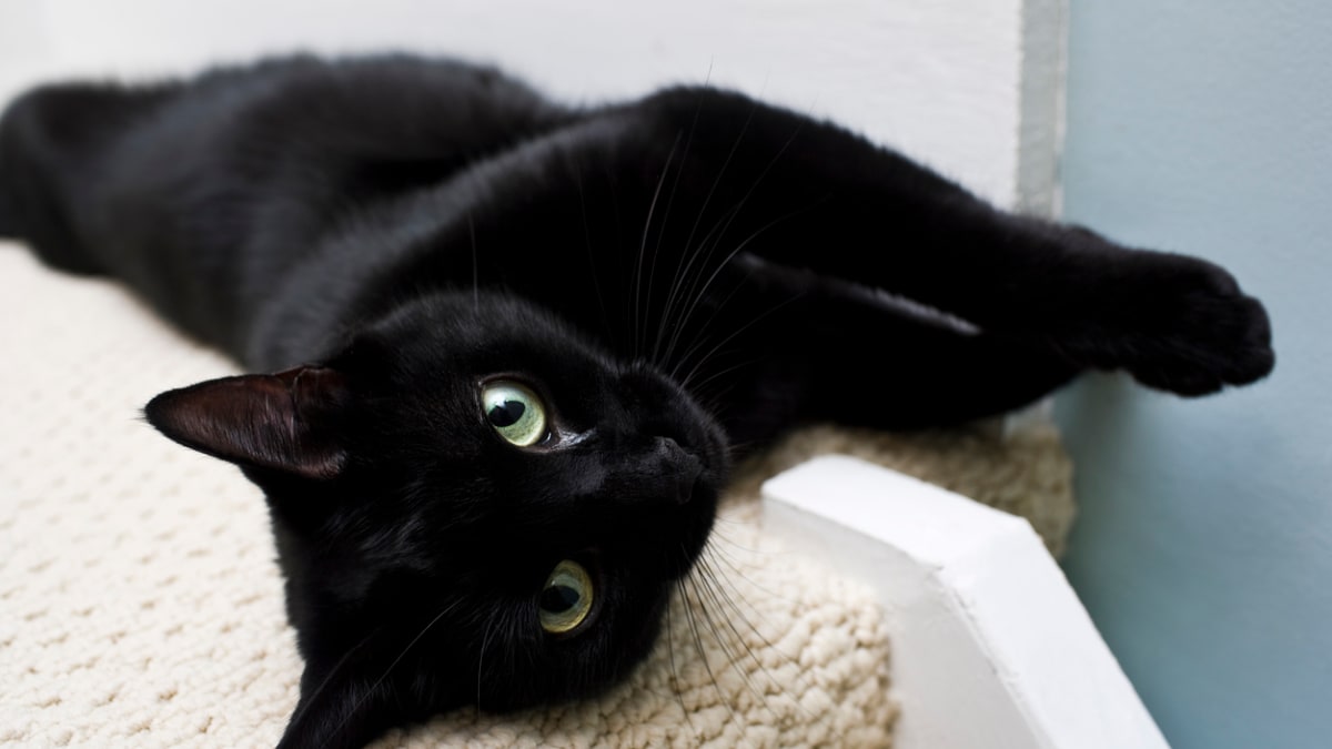 20 Black Cat Breeds Long haired Fluffy Shorthair Parade Pets