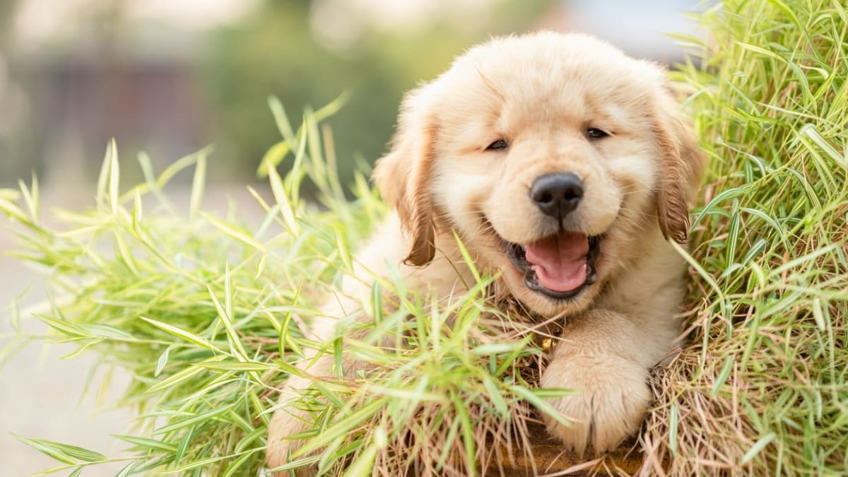 Top 10 puppies online