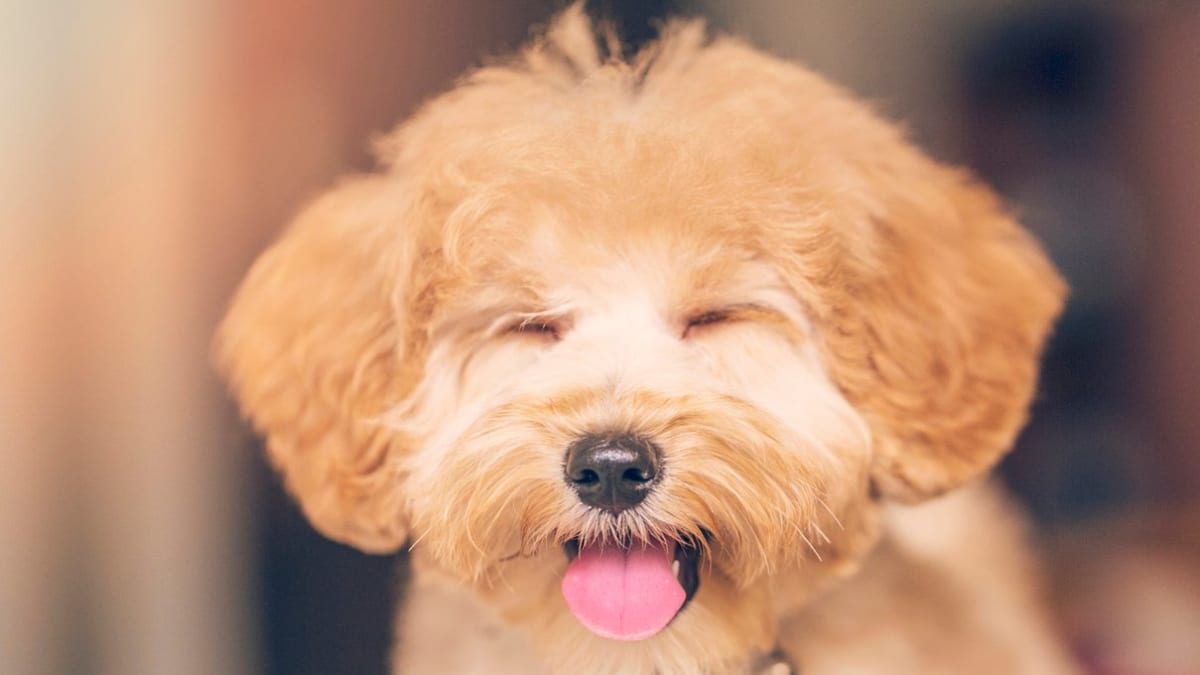 30 Toy Dog Breeds Best Tiny Dogs You ll Love Parade Pets