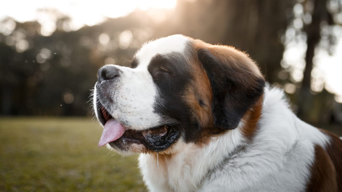 Big name for little dog hotsell