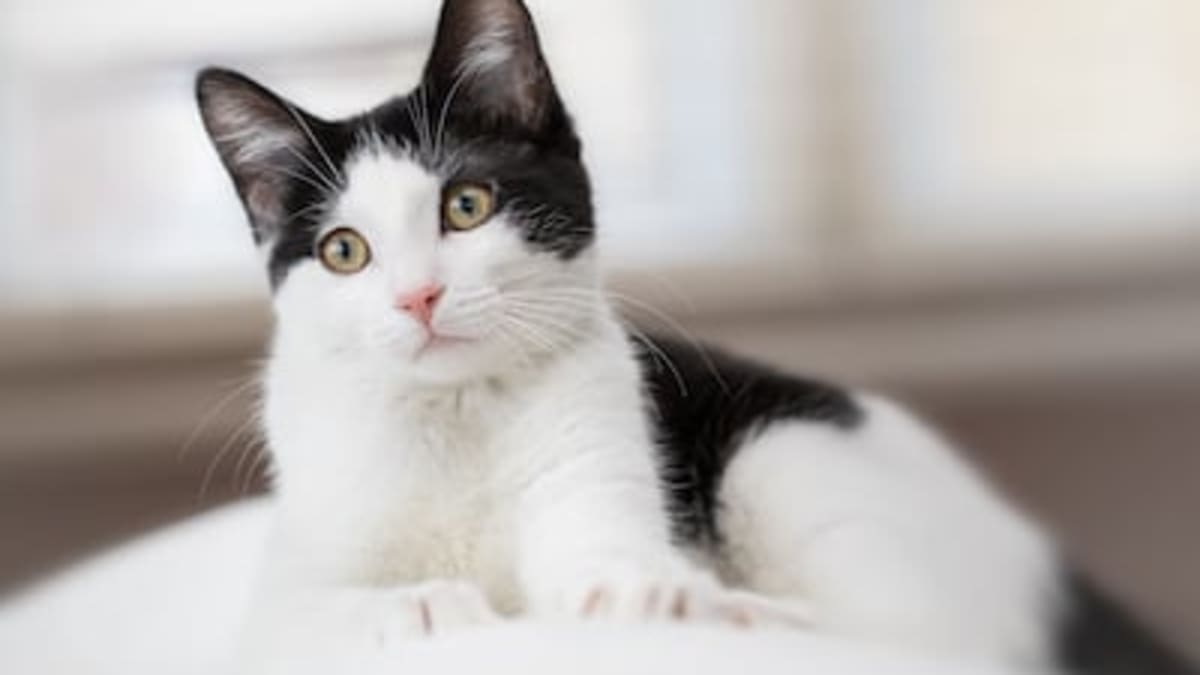 200 Best Black and White Cat Names Parade Pets
