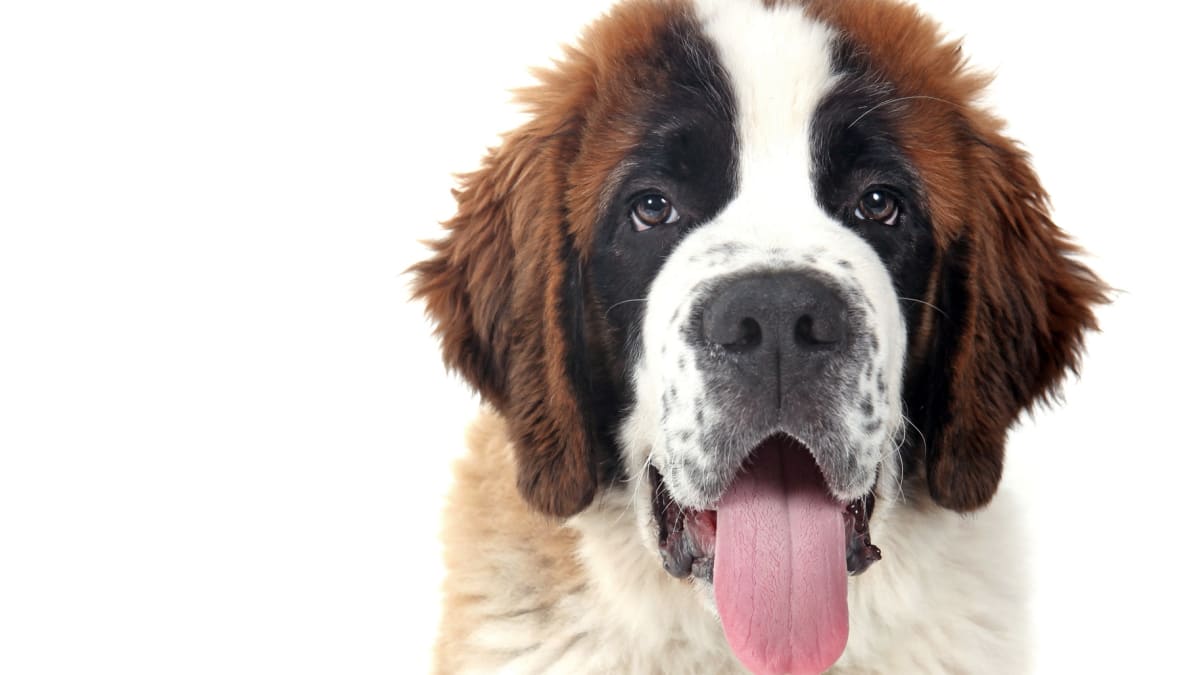 Prettiest big cheap dog breeds