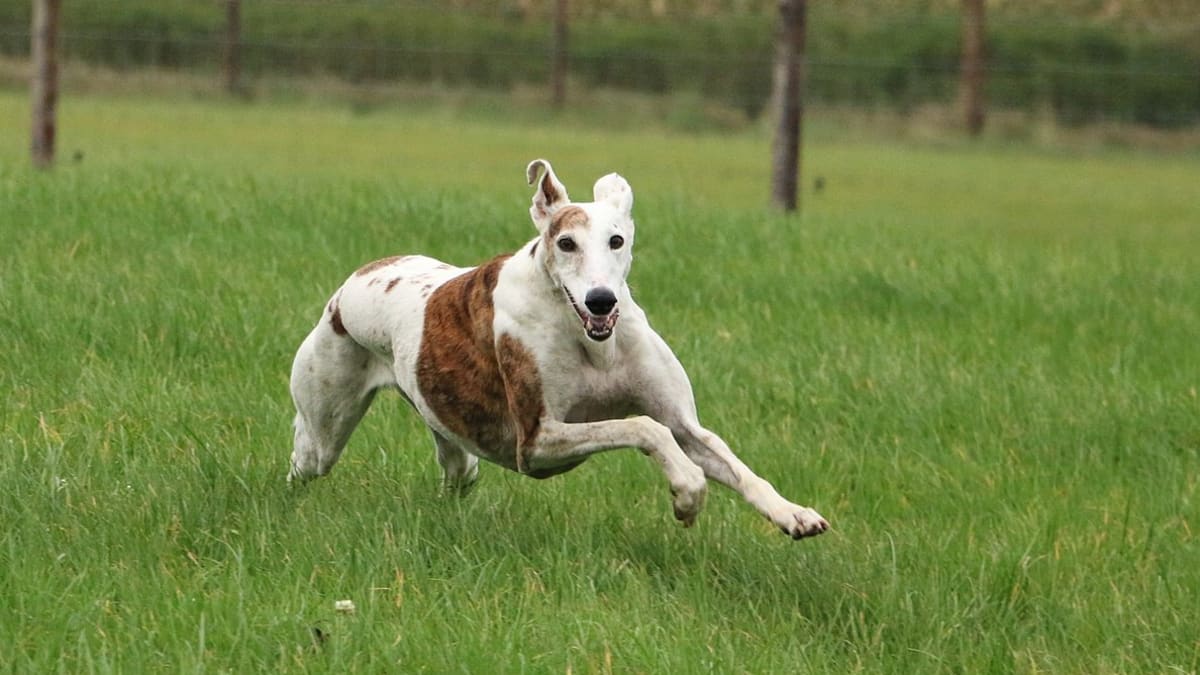Types of racing shop dogs