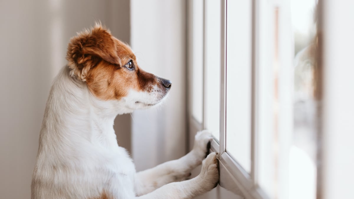 Quietest dogs hotsell